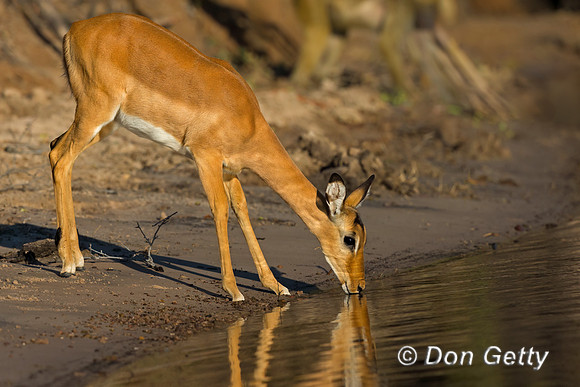 Impala