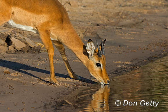 Impala