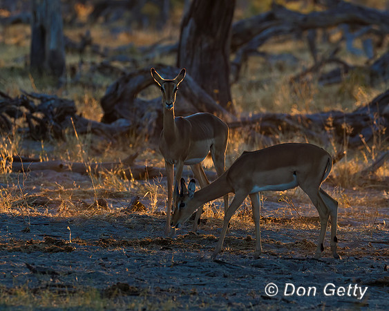 Impala