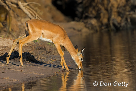 Impala