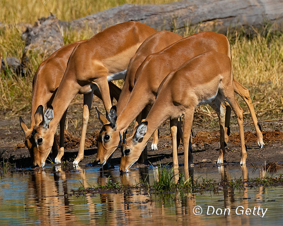 Impala