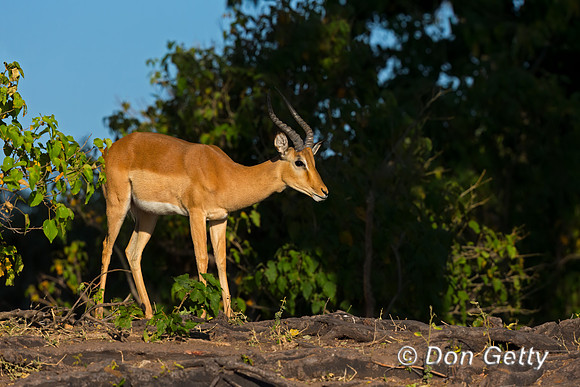 Impala