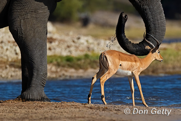 Impala