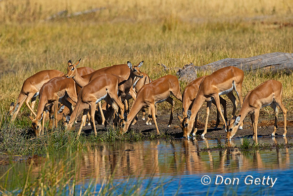 Impala