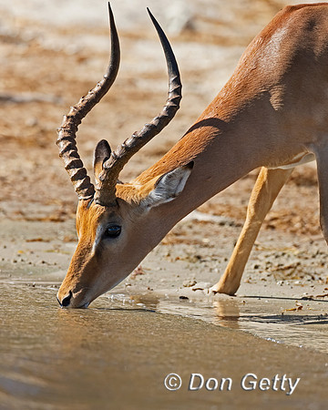 Impala