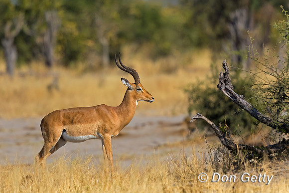 Impala