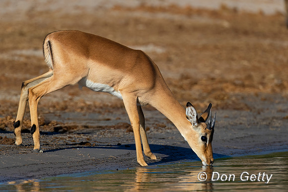 Impala