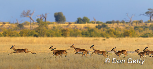Impala