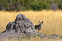 Black-backed Jackal