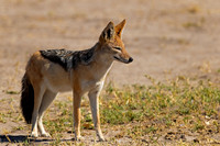 Black-backed Jackal
