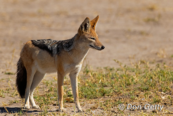 Black-backed Jackal