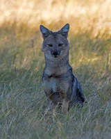 Side-striped Jackal