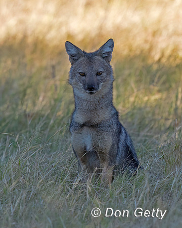 Side-striped Jackal