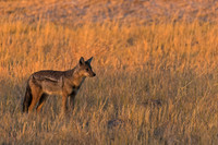 Side-striped Jackal