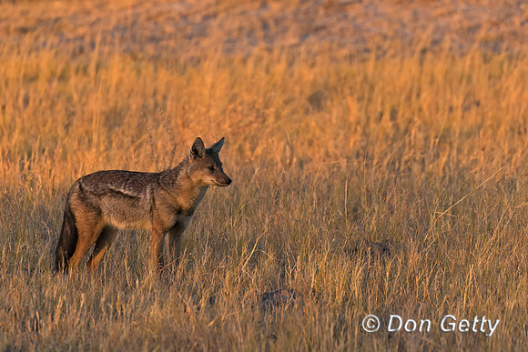Side-striped Jackal
