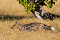 Side-striped Jackal