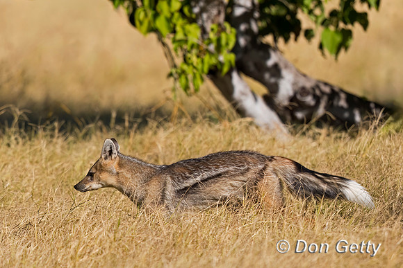 Side-striped Jackal