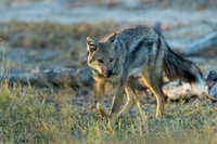 Side-striped Jackal
