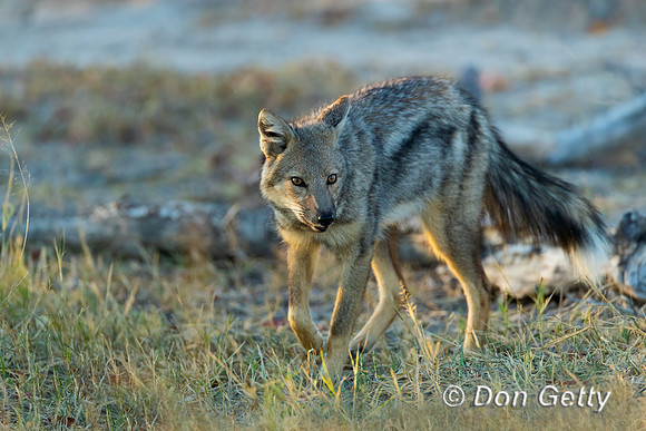 Side-striped Jackal