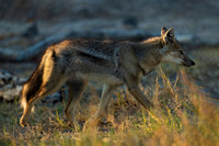Side-striped Jackal