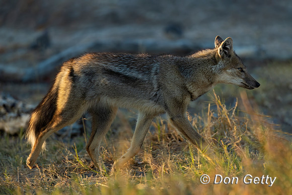 Side-striped Jackal