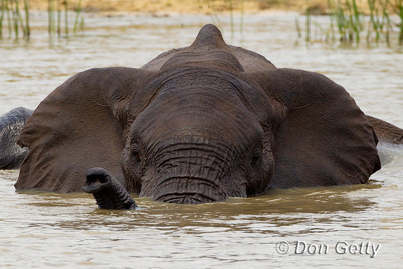 Elephant_Z2F4805