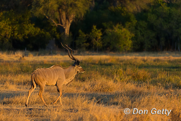 Greater Kudu