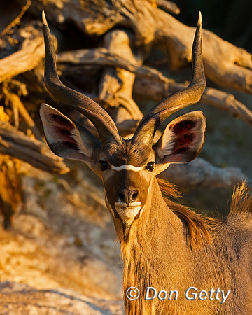 Greater Kudu