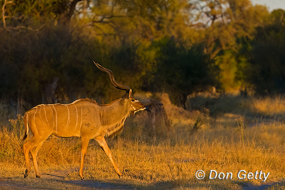 Greater Kudu