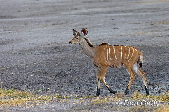Greater Kudu