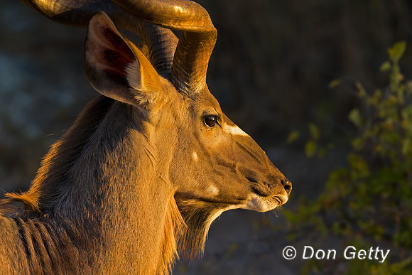 Greater Kudu