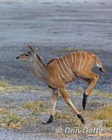 Greater Kudu