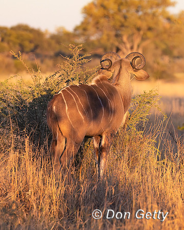 Greater Kudu