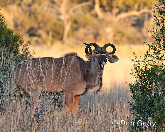 Greater Kudu