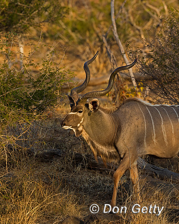 Greater Kudu