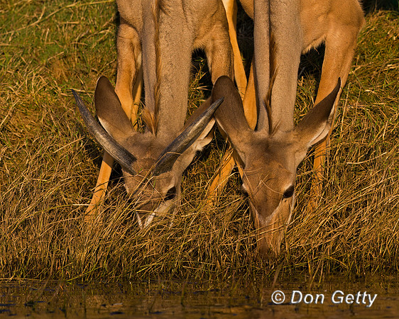 Greater Kudu