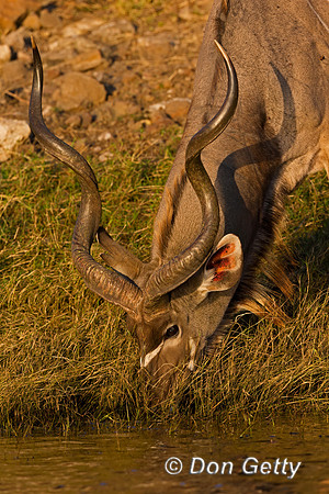 Greater Kudu