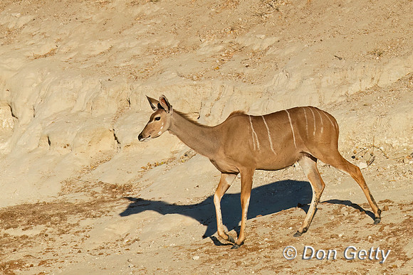 Greater Kudu