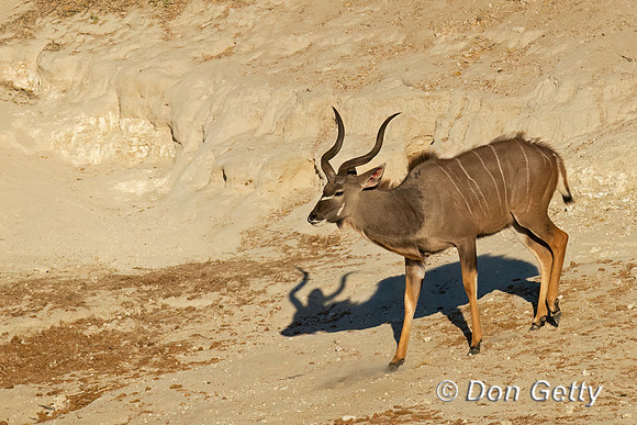 Greater Kudu