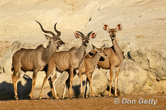 Greater Kudu