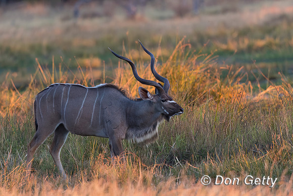 Greater Kudu