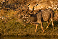Greater Kudu