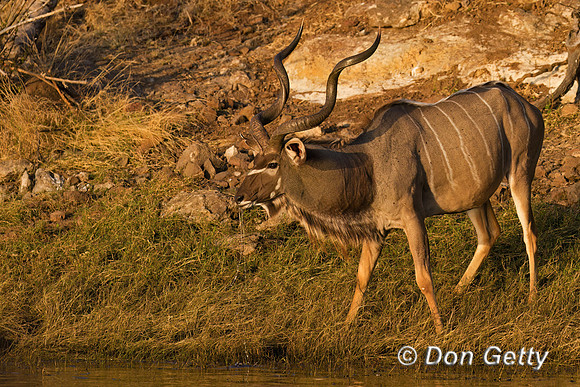 Greater Kudu