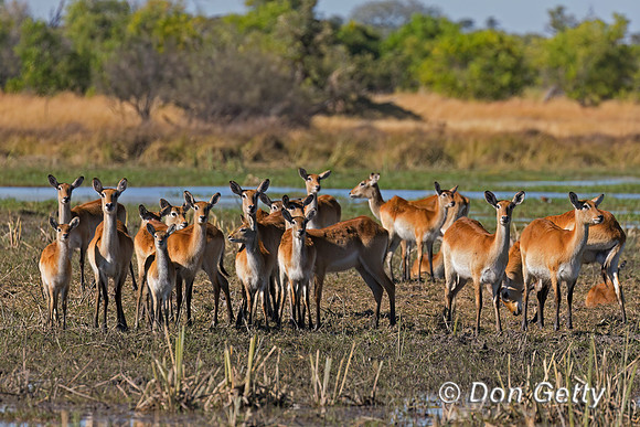 Lechwe