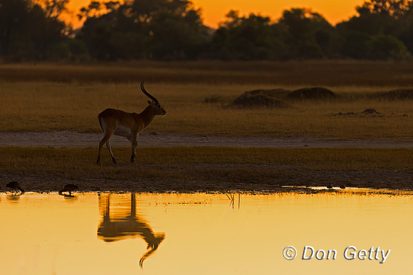 Lechwe