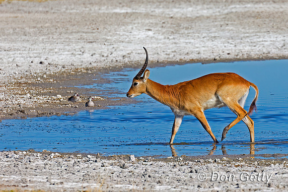Lechwe