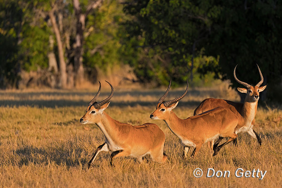 Lechwe