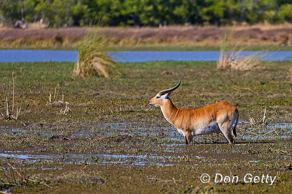Lechwe