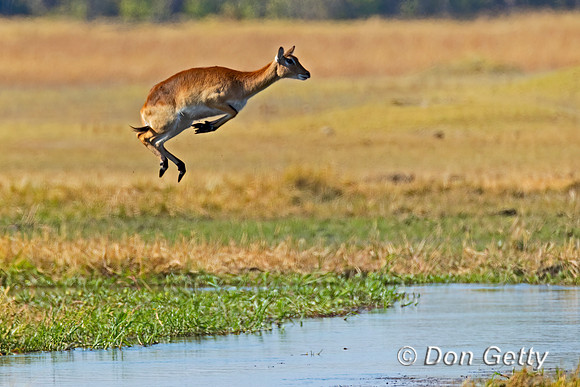 Lechwe