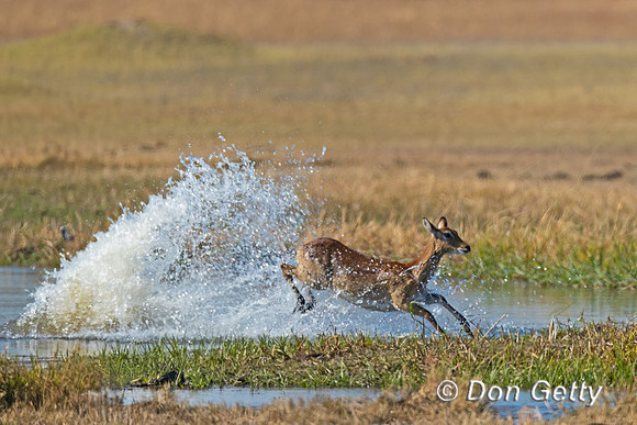 Lechwe